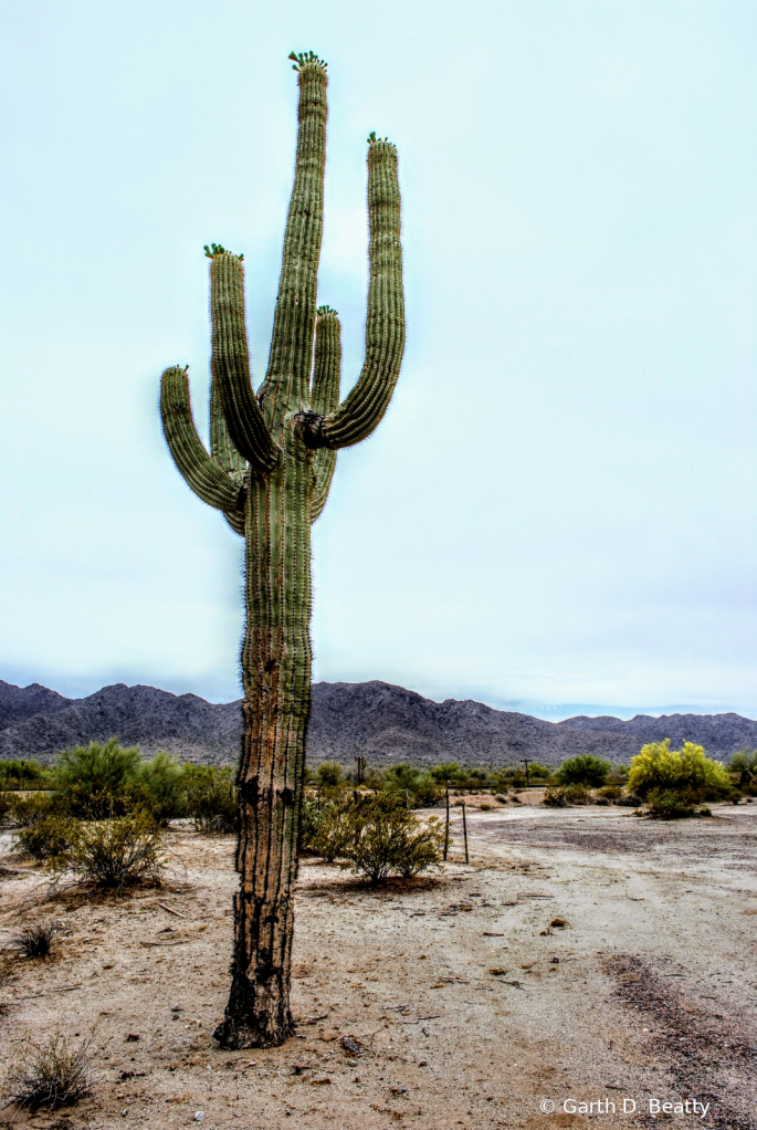 Arizona Cactus near Phoenix 