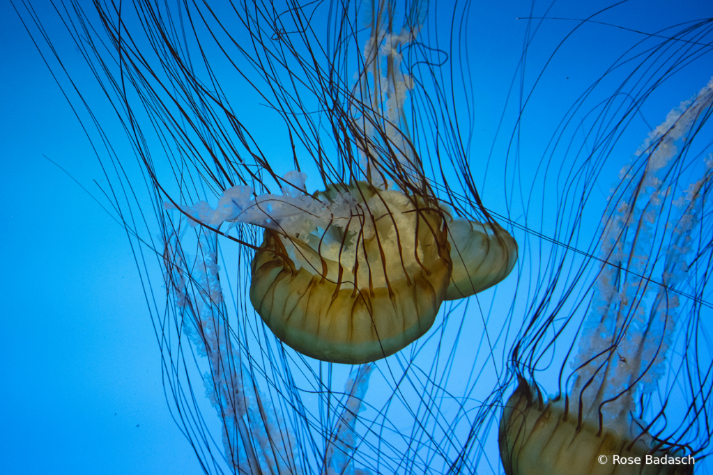 Jelly fish