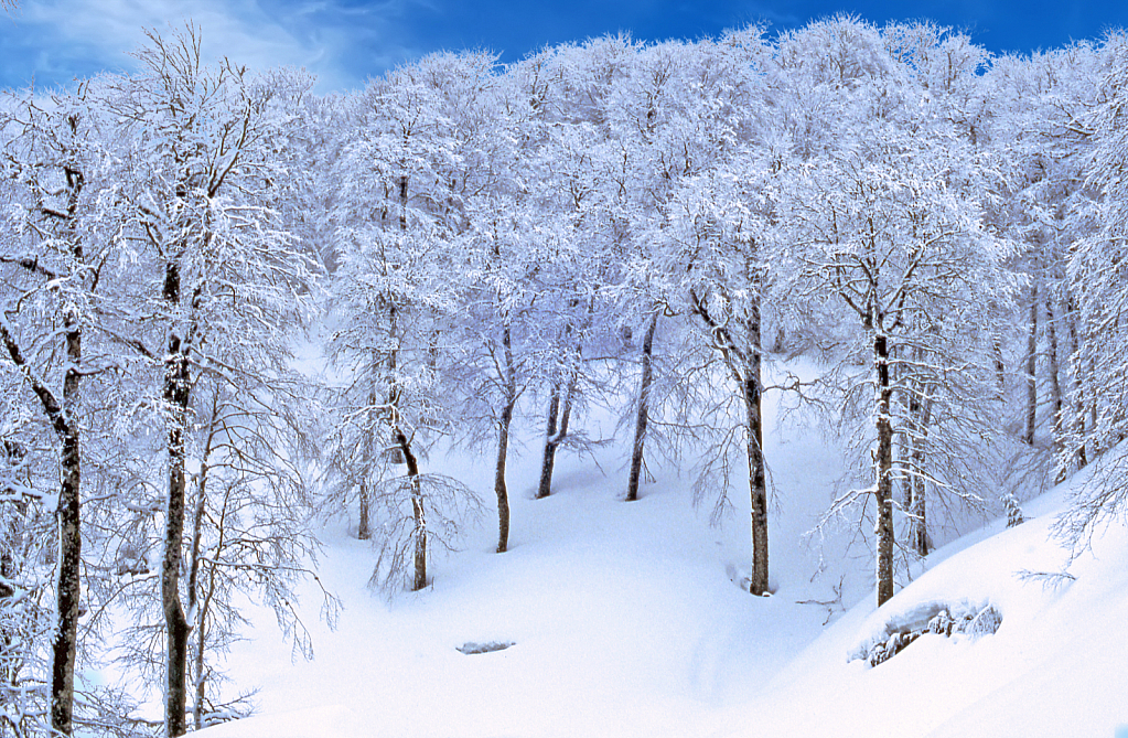 Deep in the Snowy Forest.