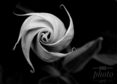 ~ ~ SWIRLING ~ ~ 