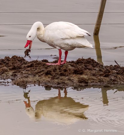 Coscoroba Swan