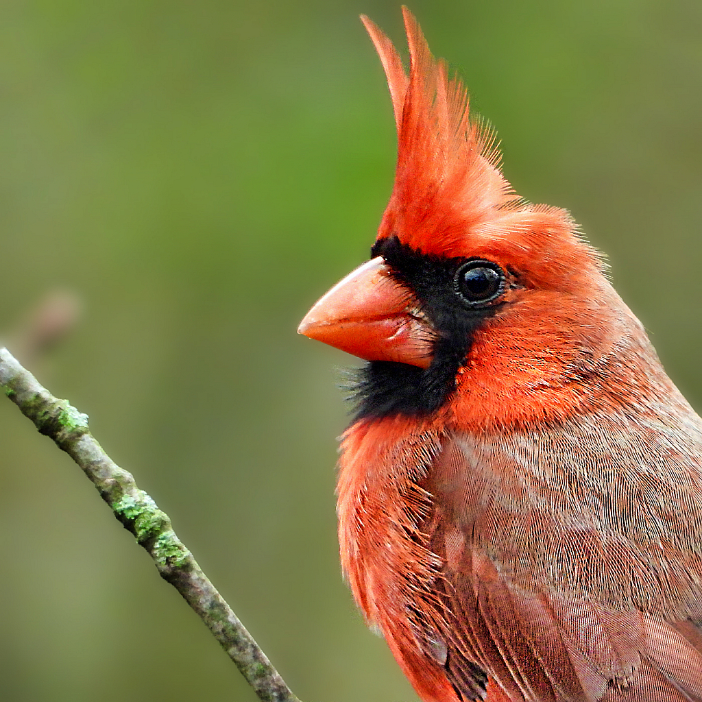 Bad Hair Day