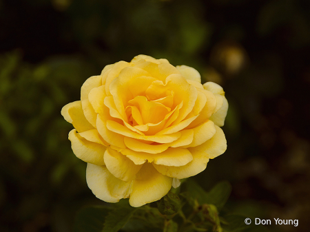 Yellow Rose