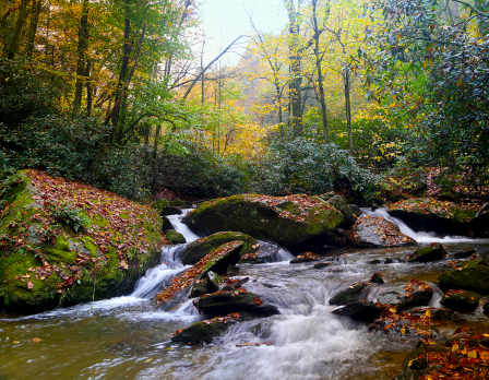 Smoky Mountains Brook