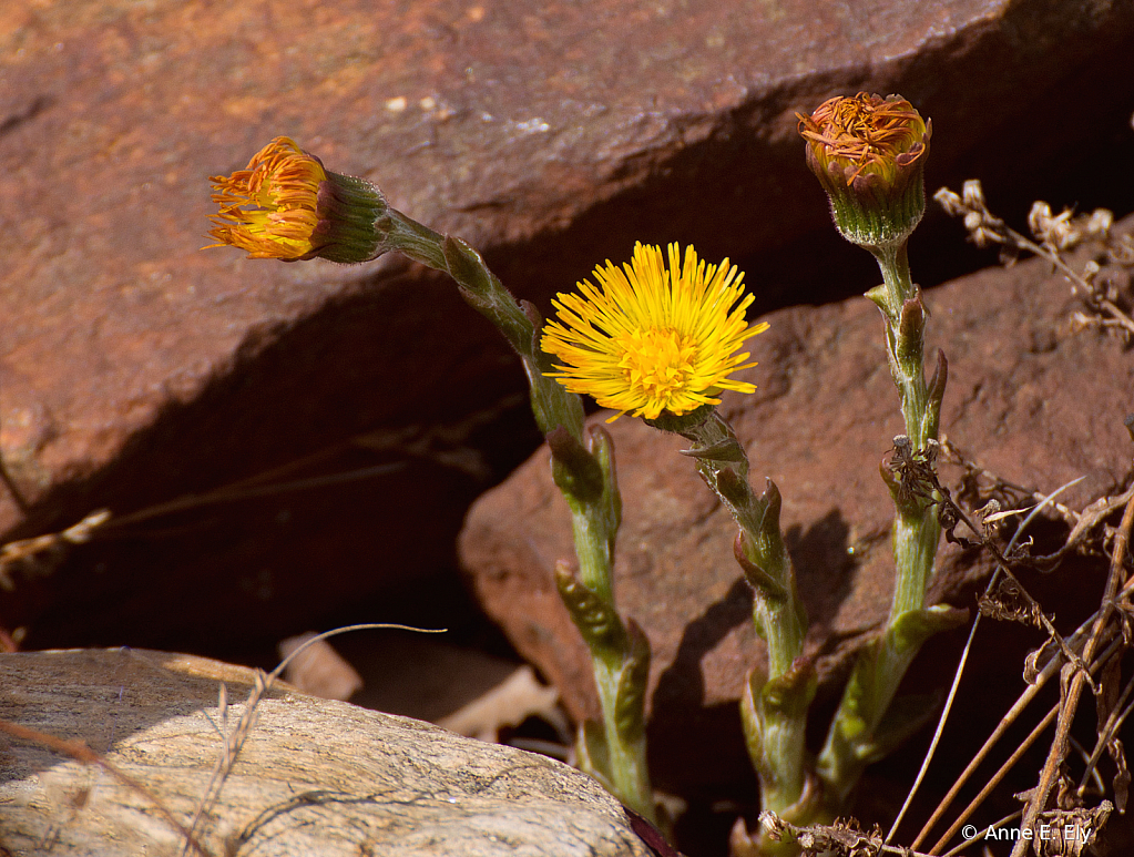 Coltsfoot - ID: 15885114 © Anne E. Ely
