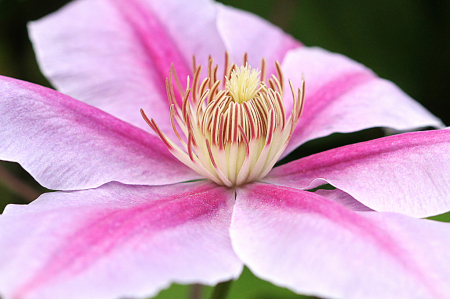 Clematis