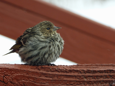 Little Pine Siskin