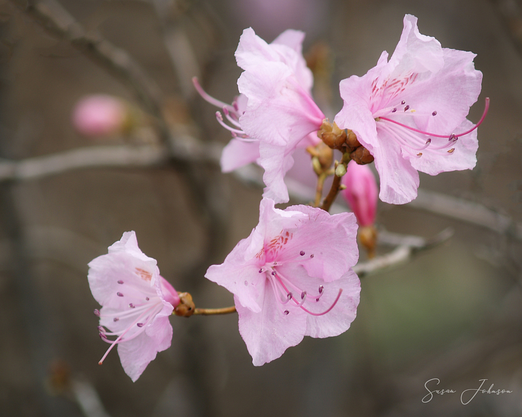 Harbinger of Spring