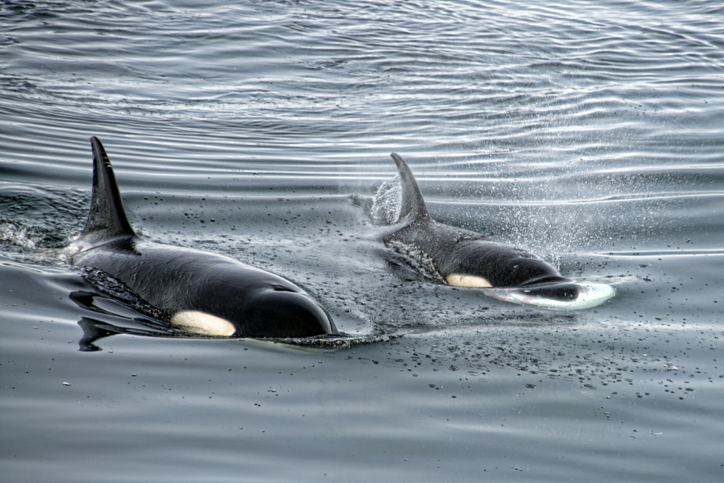 Orcas Hunting