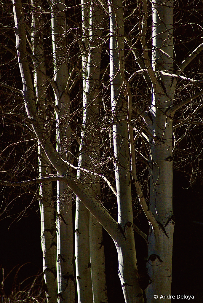 Aspens in Silhouettes 