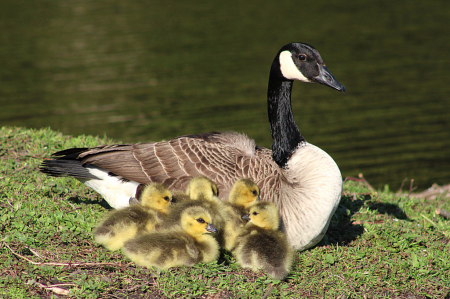 Goose Family