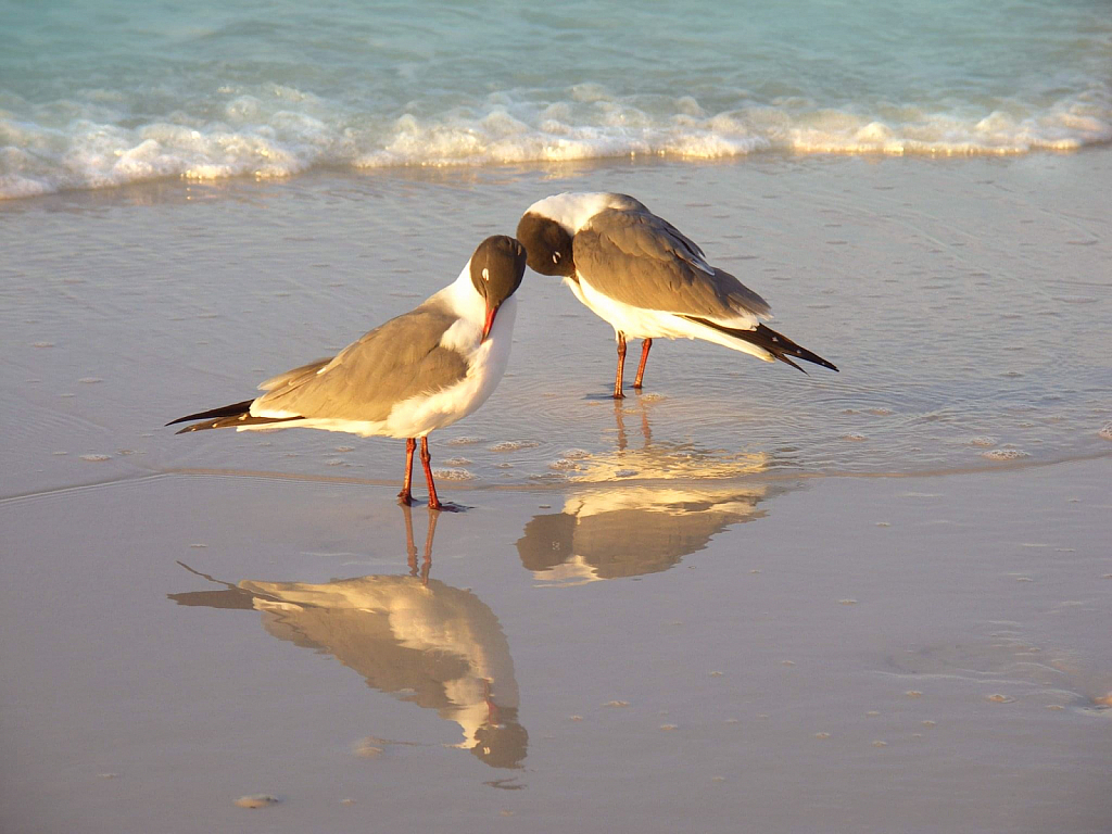 Star Pensacola Beach G.G.Leger