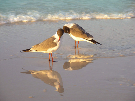 Star Pensacola Beach G.G.Leger