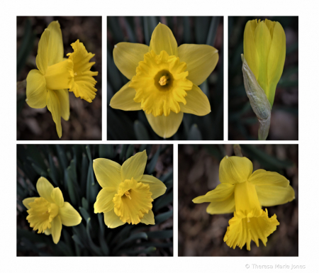My Daffodils of March 2021