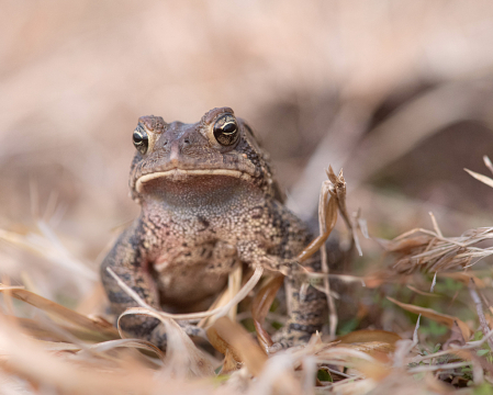 The Great American Toad