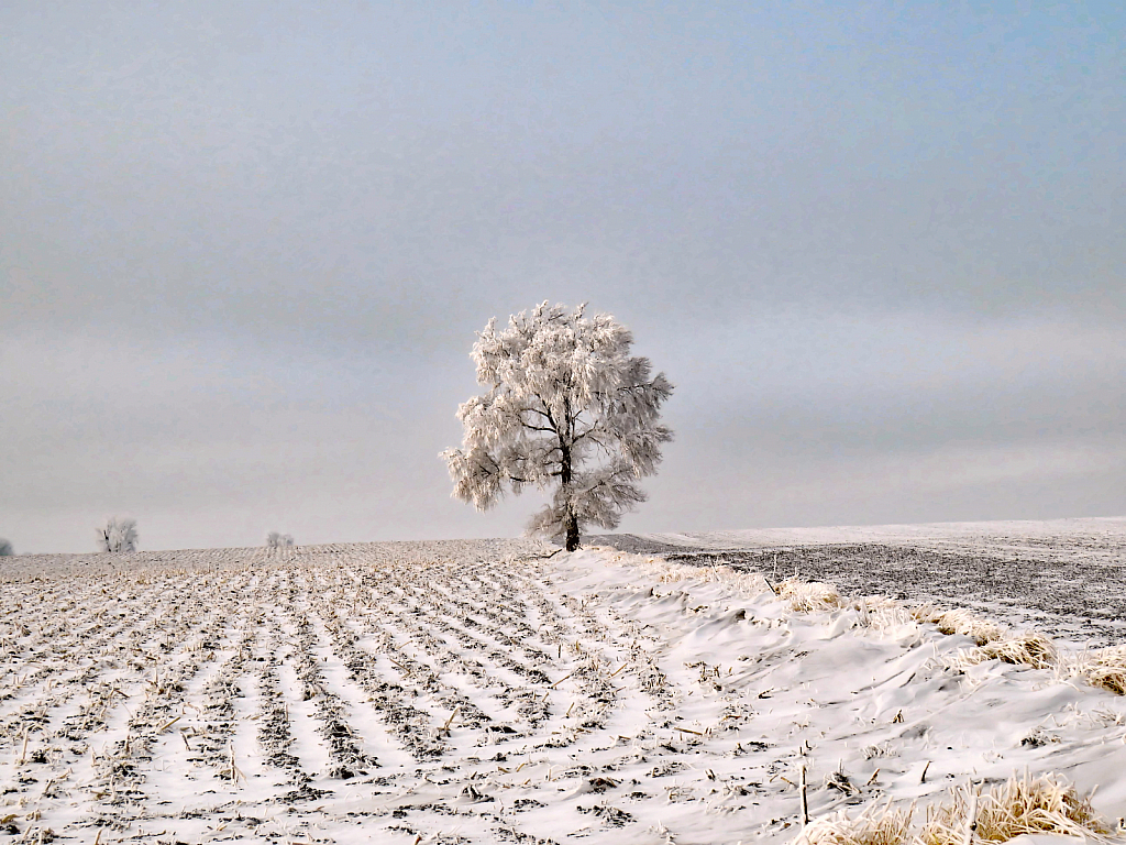 Tree On The Hill