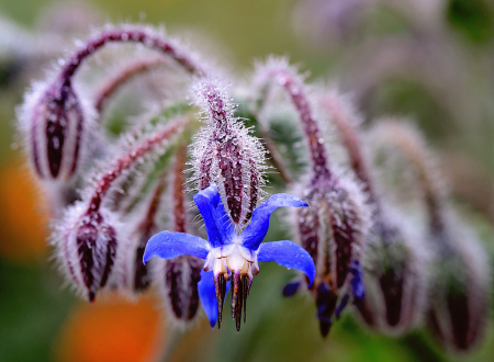 Spider Flower