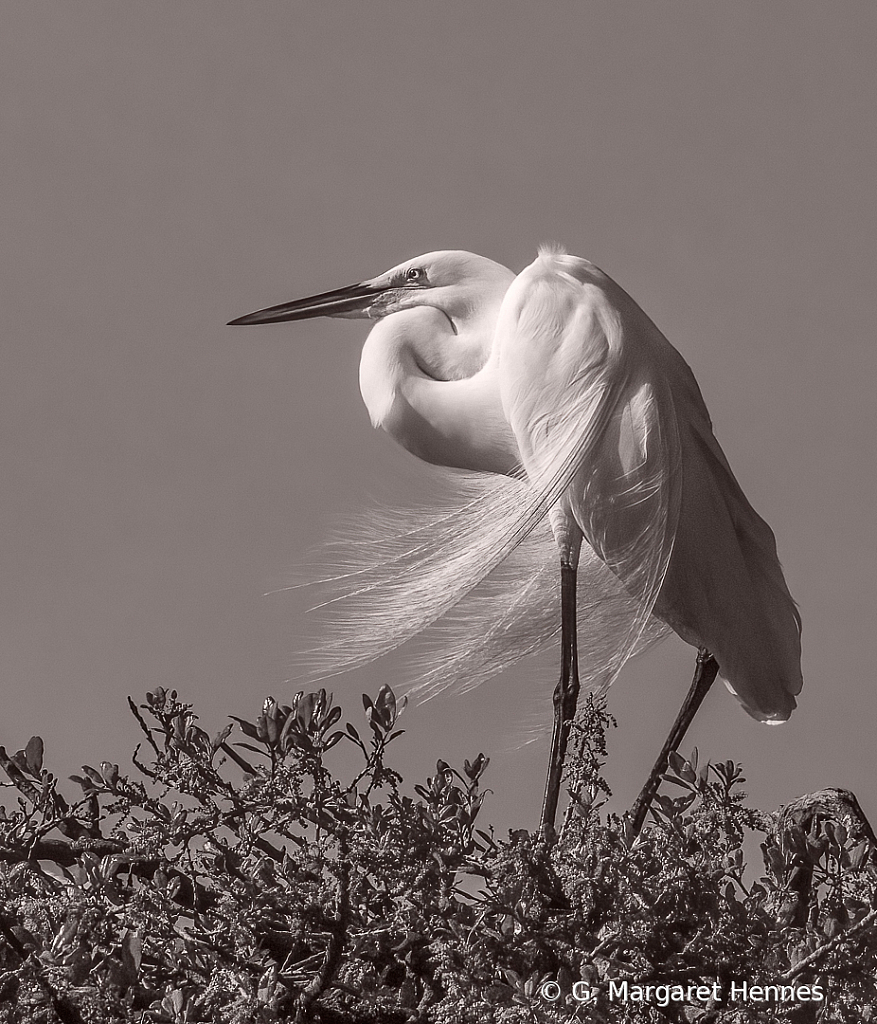 Blowing in the Wind