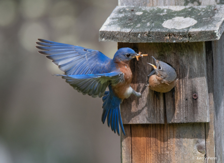 2021 Photo Challenge - Helping Hands (Beaks)