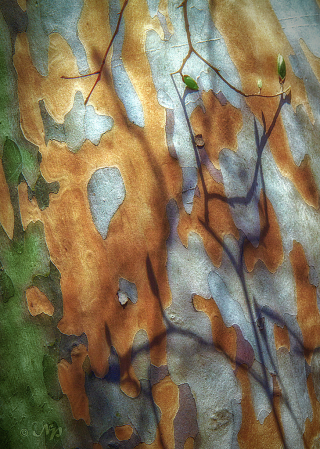 Tree bark