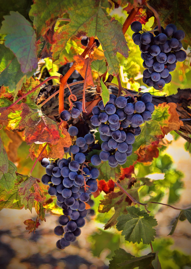 Harvest Wine Grapes
