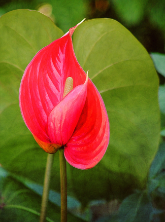 Anthurium