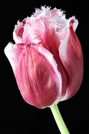 Tulip 2