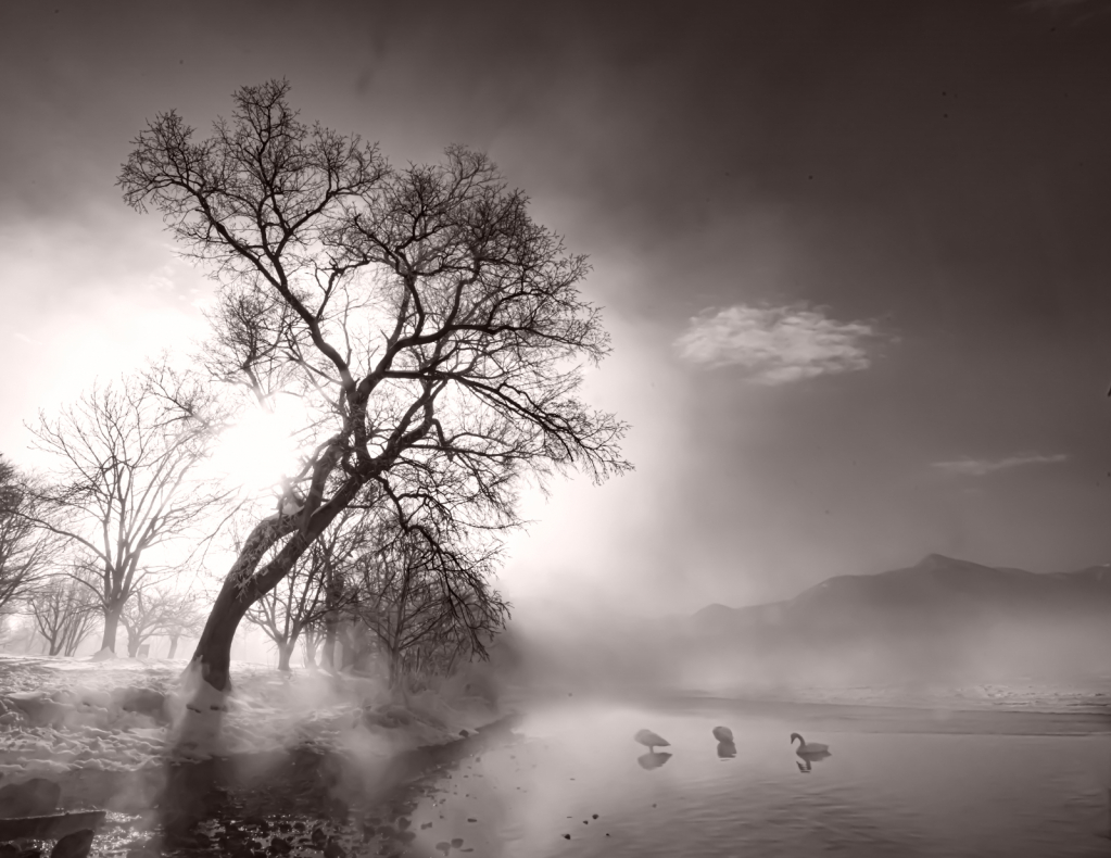 Tree in Black and White