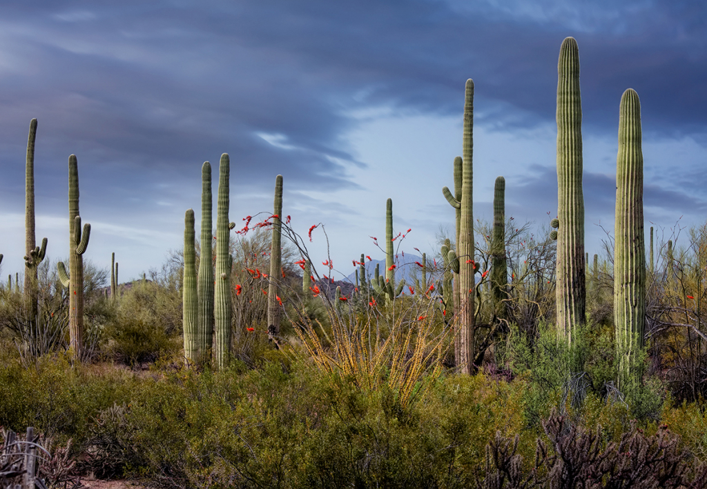 Inspiring Photo Desert Bloom 15914808