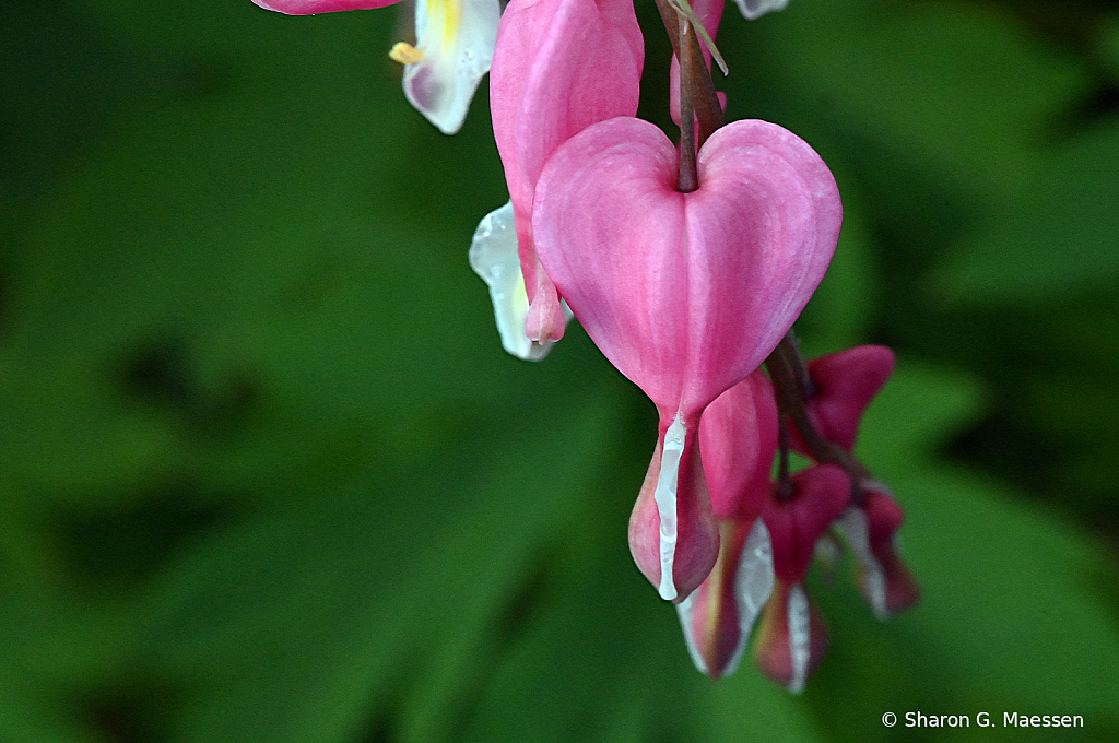 My Bleeding Heart