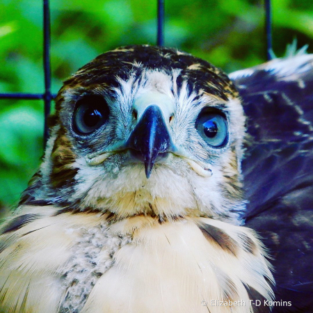 Hawk Eyes ~ April 2021 Photo Challenge Day 25