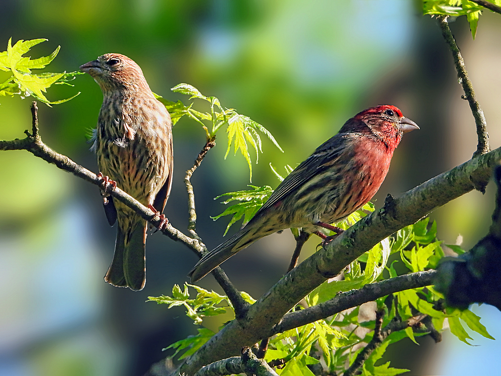 House Finches  2021 Photo Challenge  (Day 25)
