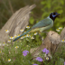 2Green Jay - ID: 15916348 © Sherry Karr Adkins