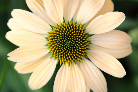 Yellow Coneflower