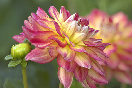 Half Pint Dahlia and Bud