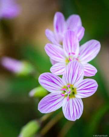 Simple Beauty in Early Spring