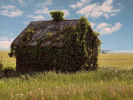 Vine Covered Building