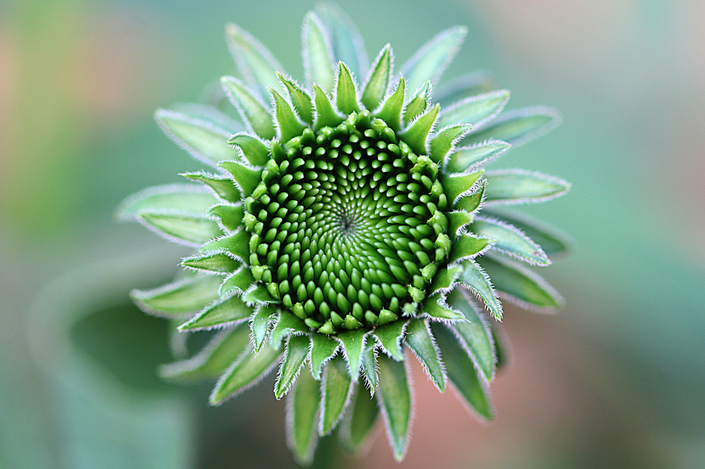 Coneflower Bud