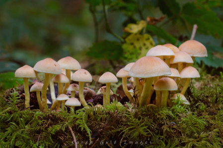 Mushroom Patch