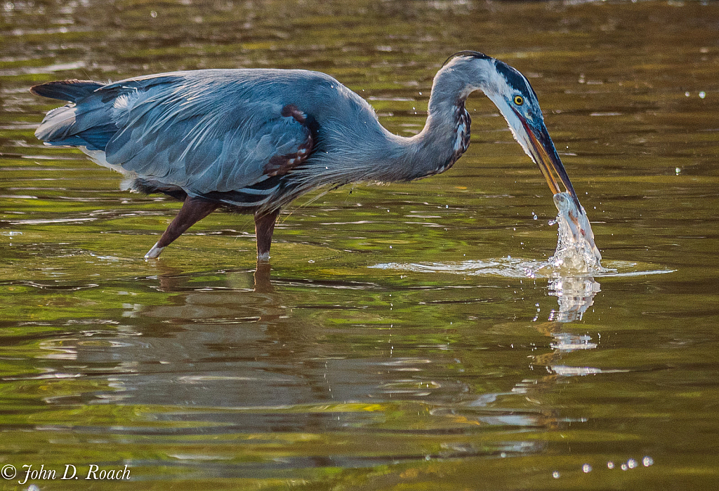 Heron