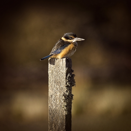 Sacred kingfisher in the evening light