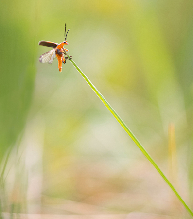The Pole Vaulting Soldier Beetle