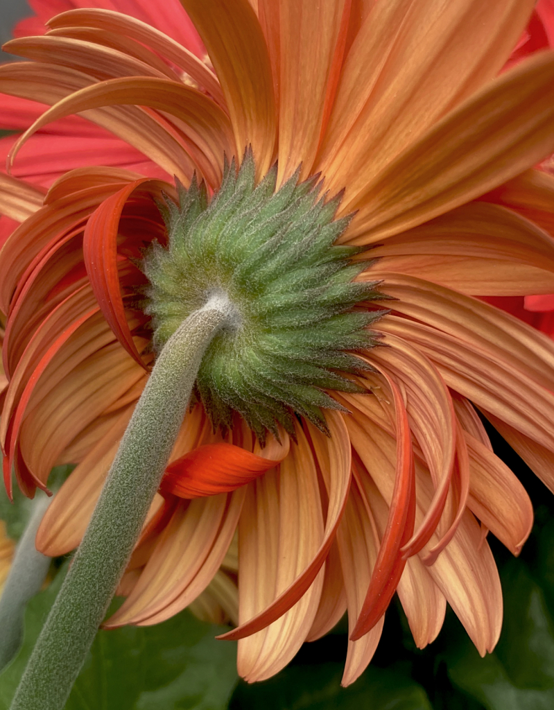 Eye Catching Gerbera Daisy