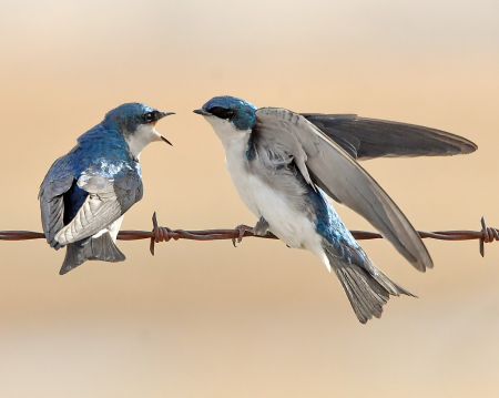 A Territorial Dispute