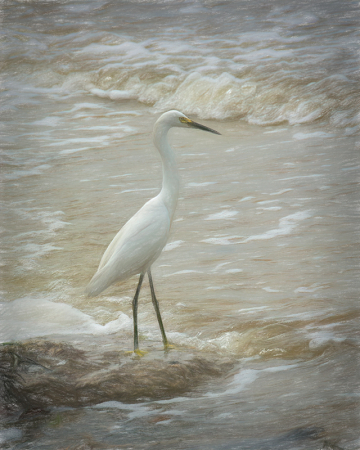 In the Surf