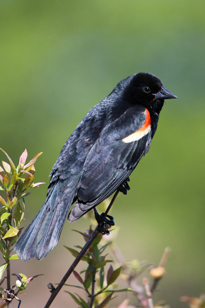 Red-Winged Blackbird 3