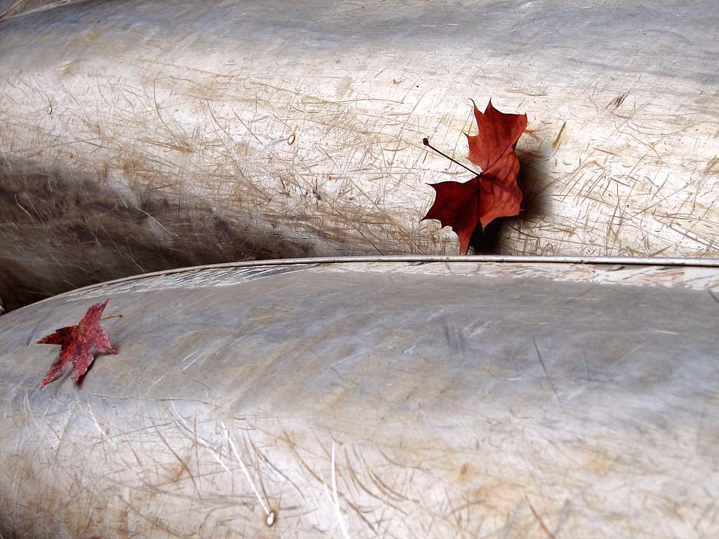 Leaves On Canoes