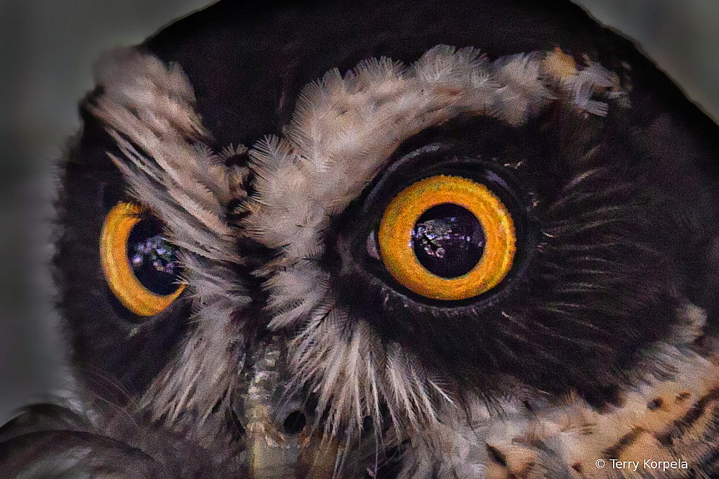 Spectacled Owl - ID: 15924439 © Terry Korpela