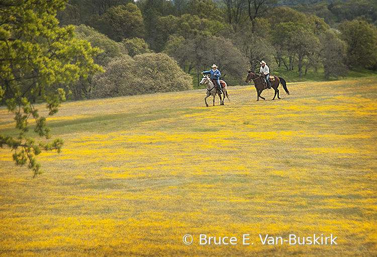 Riding in the flowers