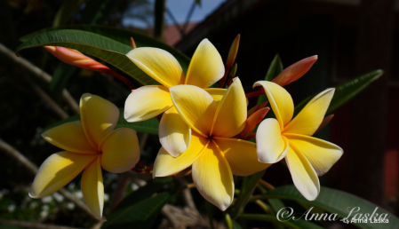 Sunny beauties